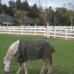 Work horse eating grass with white fence at Brookleigh Estate