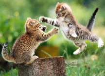 cat_fight