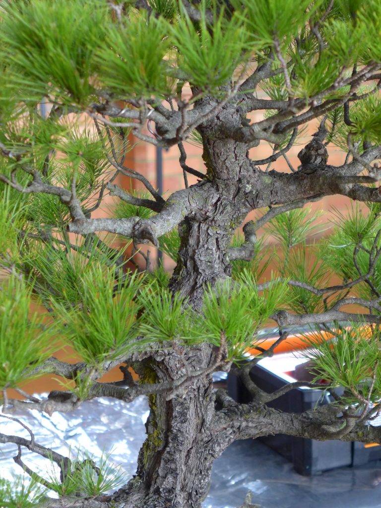 Pinus radiata detail