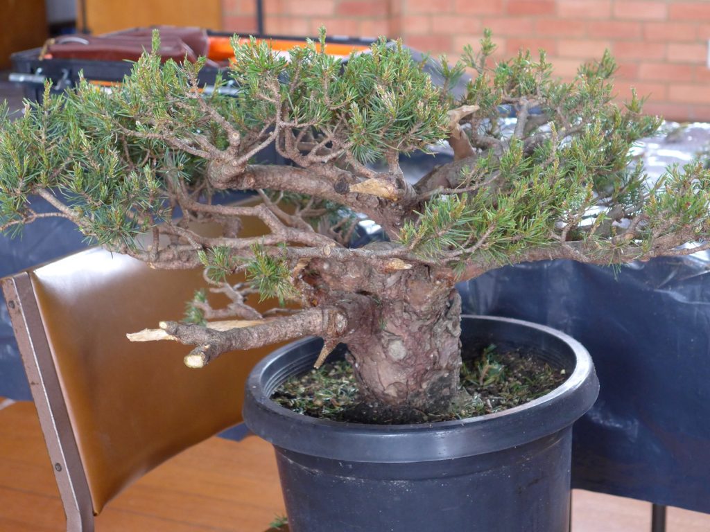 Scotts Pine - Pinus sylvestris