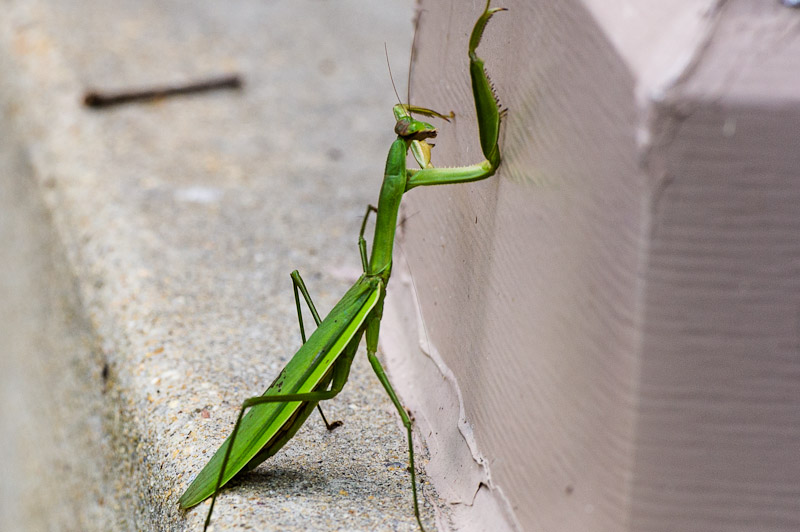Unhappy Praying Mantis