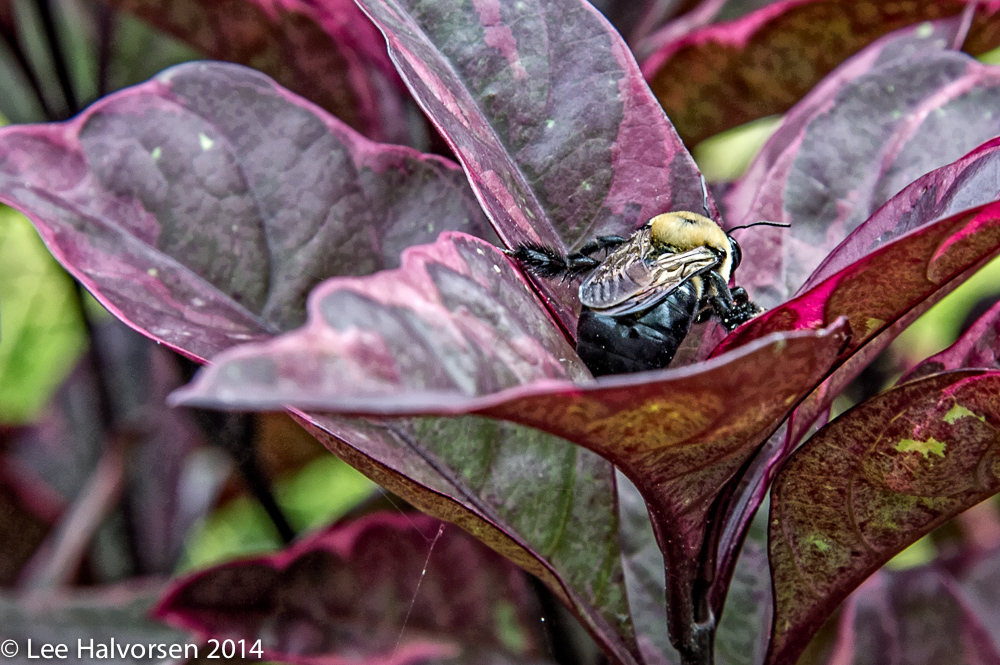 Botanical Bee