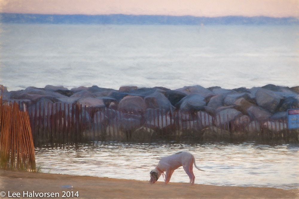 Abstract Jamestown Dog On Beach