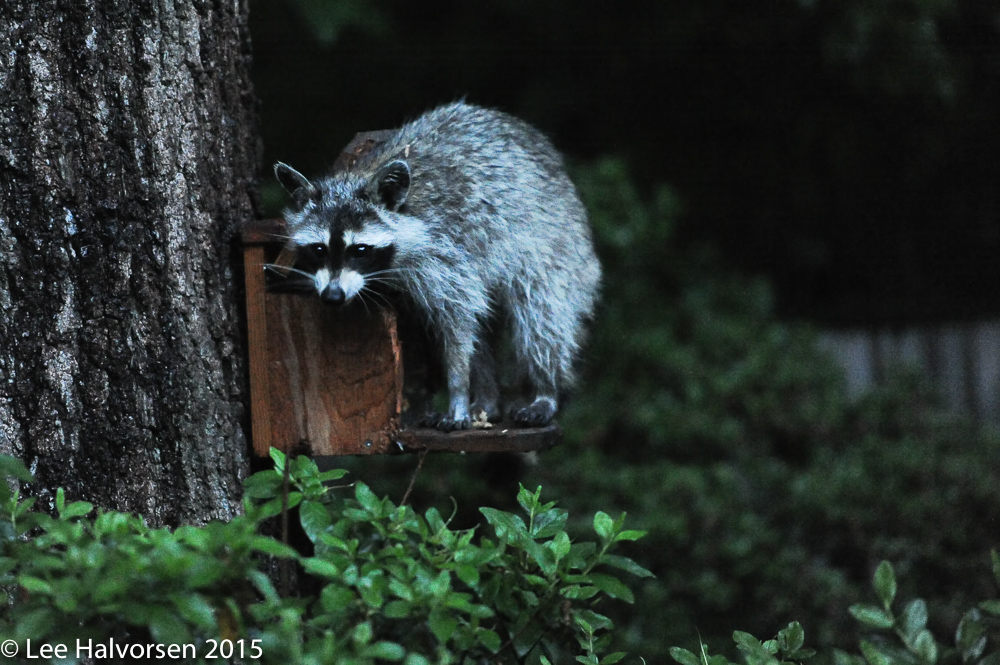 Raccoon Dining On Our Squirrel Feeder