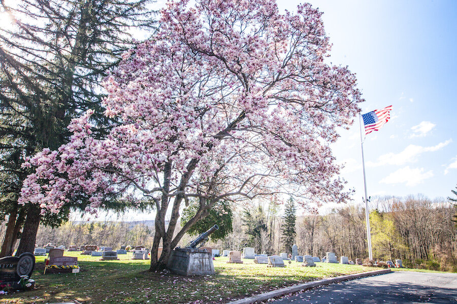Saucer Magnolia in Prarie Heights Cemetery in Marysville, PA
