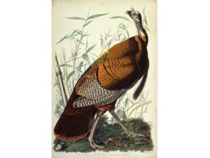Wild turkey (Meleagris gallopavo), by John James Audubon