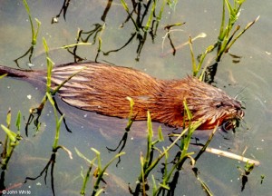 muskrat in water reeds