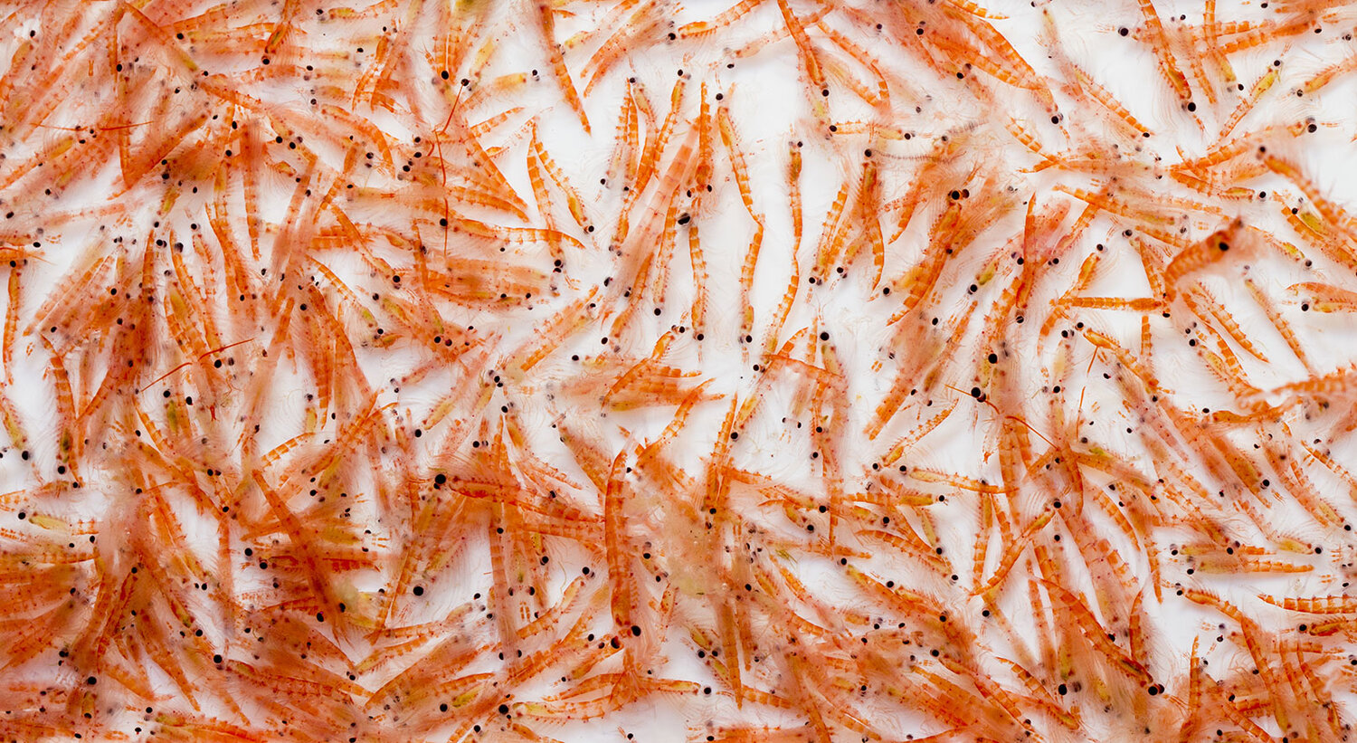 ▷ Aceite de krill 【4 beneficios según la ciencia】