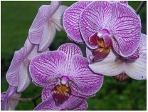 Kauai orchid