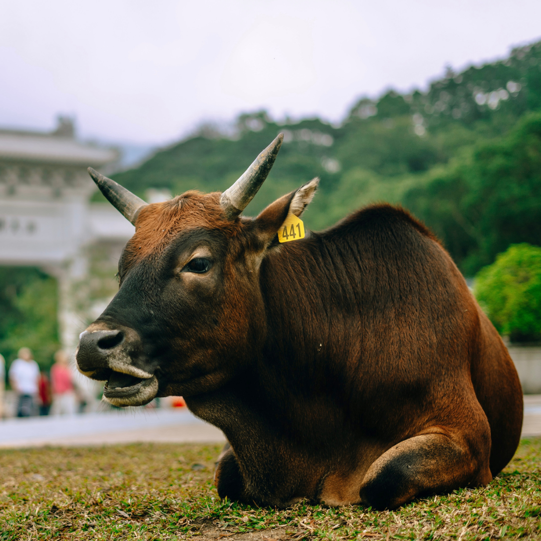 Tell Me More: Understanding Ungulate Welfare — Hong Kong Animal Law &  Protection Organisation