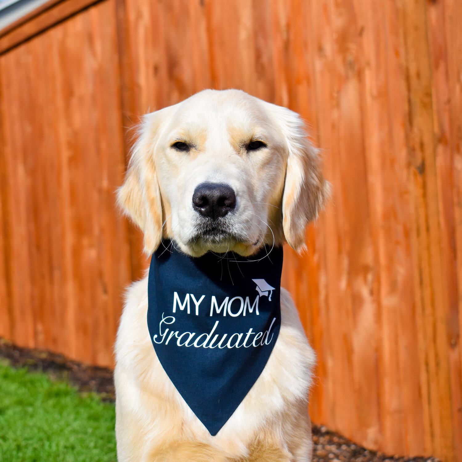 2 Pack Dog Bandana Graduation Announcement Gift My Mommy/Daddy Did It Graduation Bandana for Dog Mommy Did It 2 Pack 