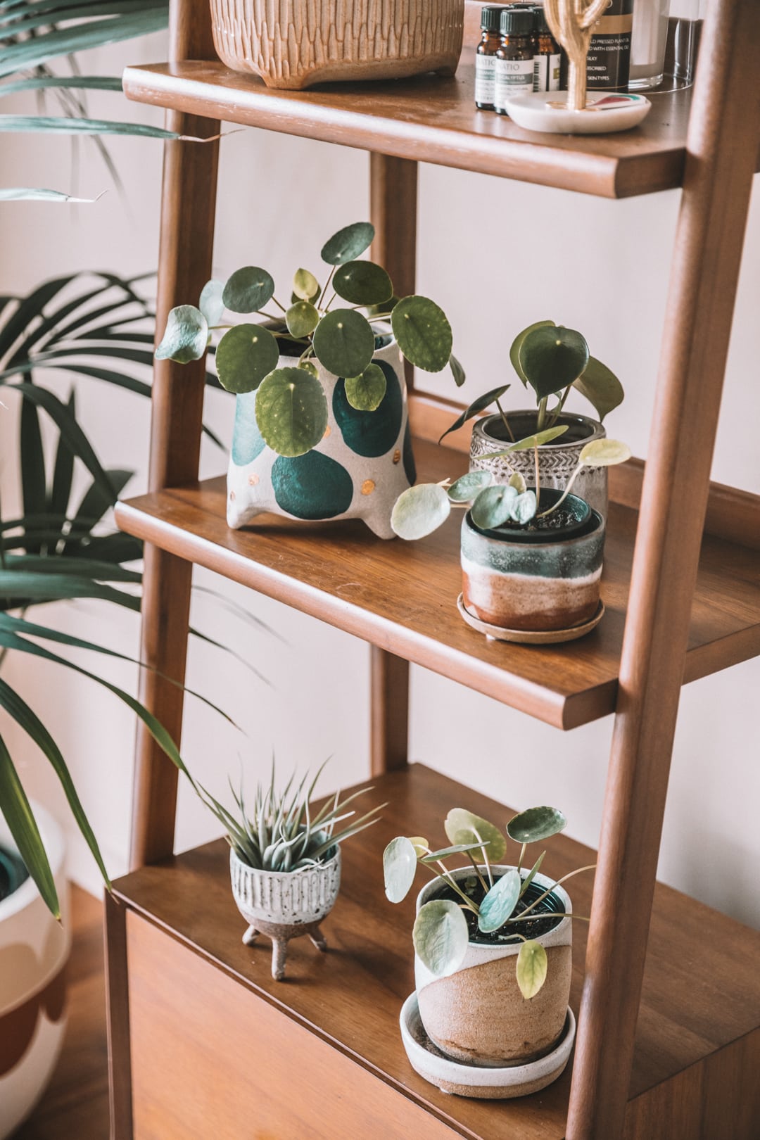 Pilea Peperomioides care guide — CONNIE AND LUNA