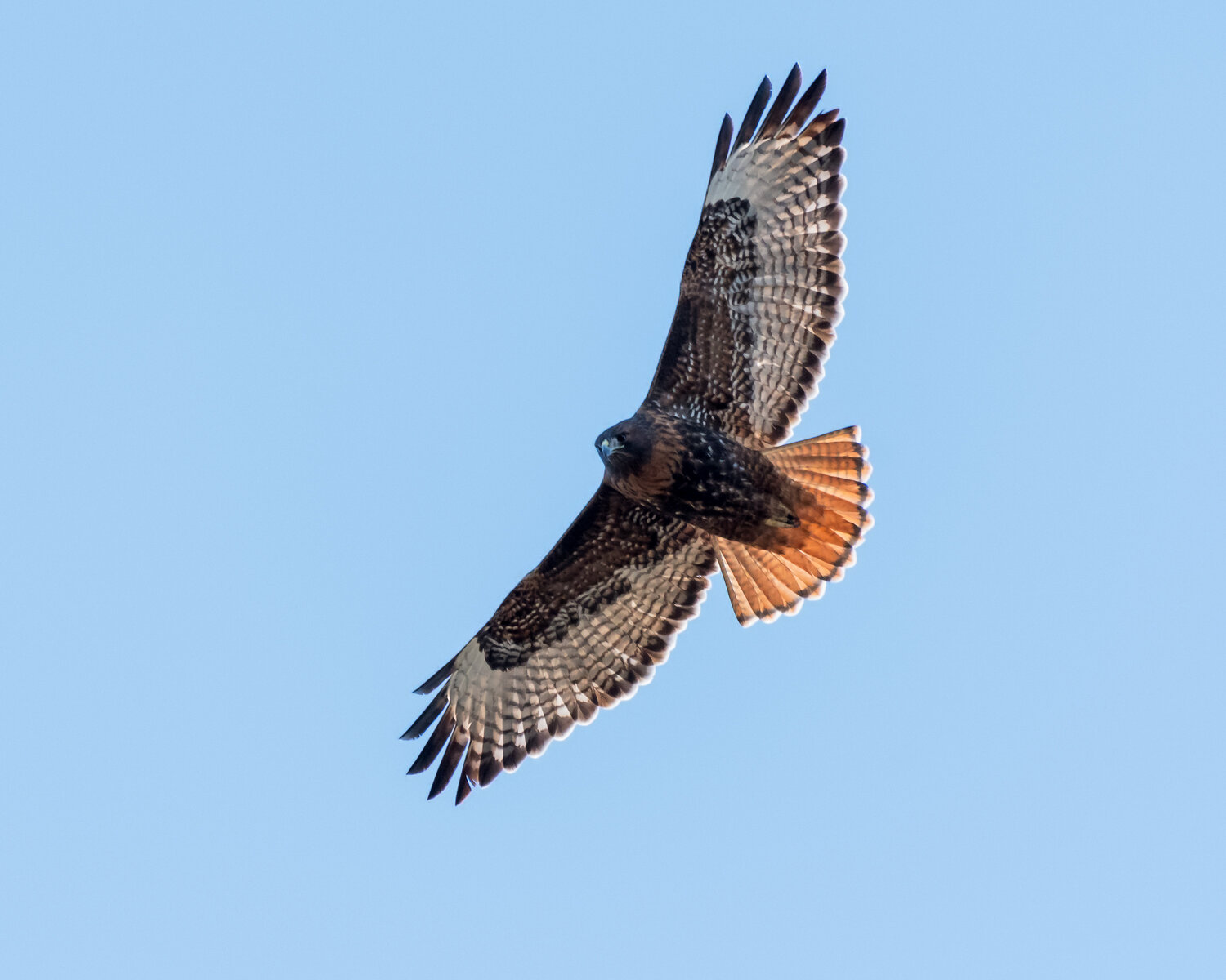 Meet the Red-tailed Hawk — Sacramento Audubon Society