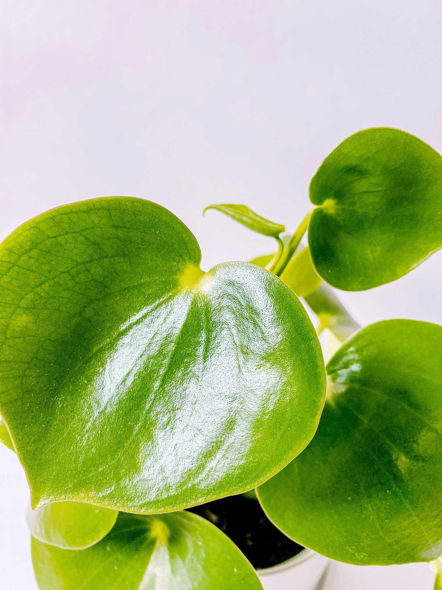 Beginner's Guide to the 'Raindrop Peperomia' — The Green Mad House