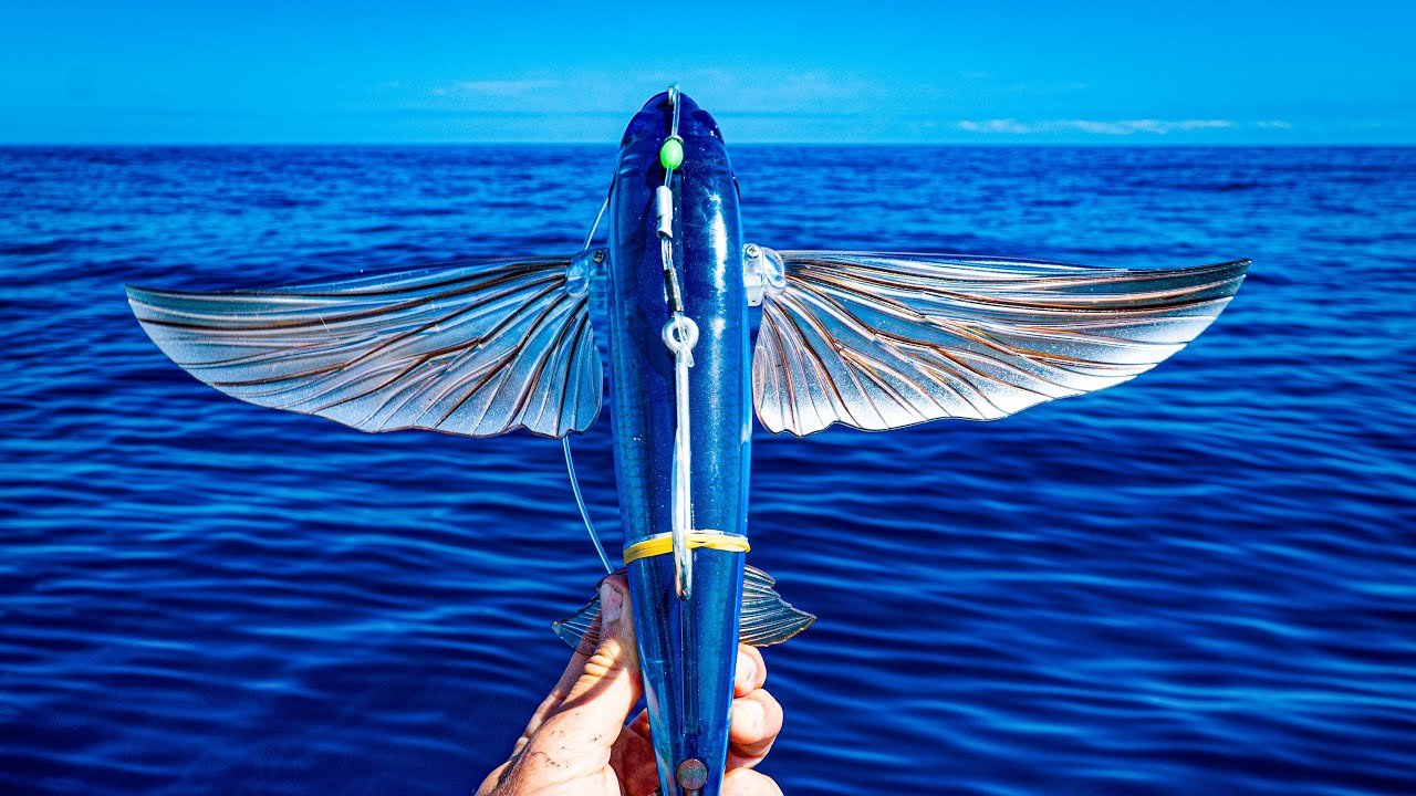 Flying Fish Fantasia — Half Past First Cast