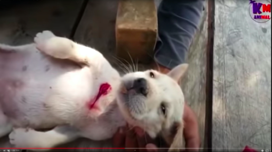 YouTube: Profiting From Animal Abuse — ACCO