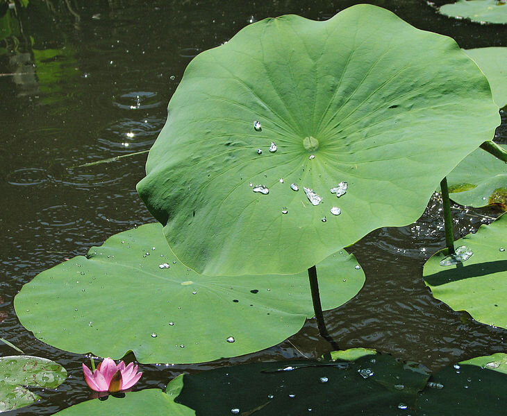 lotus leaf 2