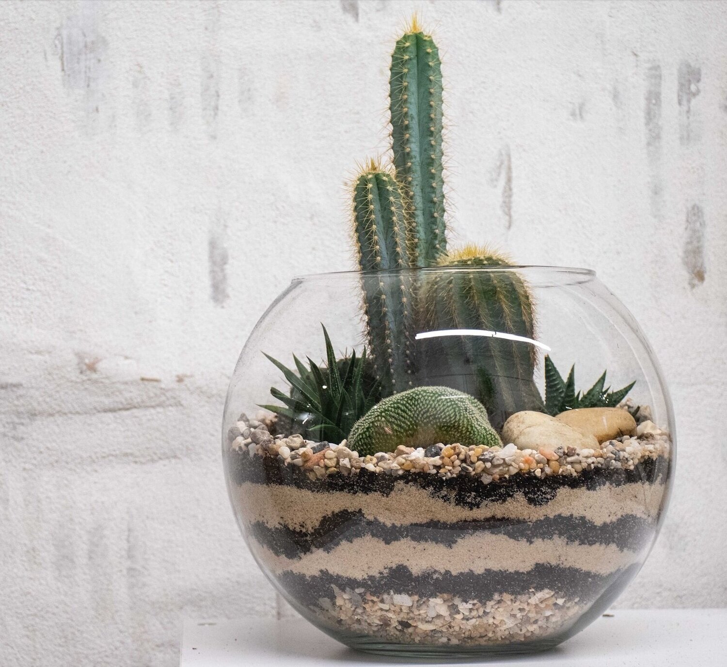 Cactus Terrarium — Luna Botanicals