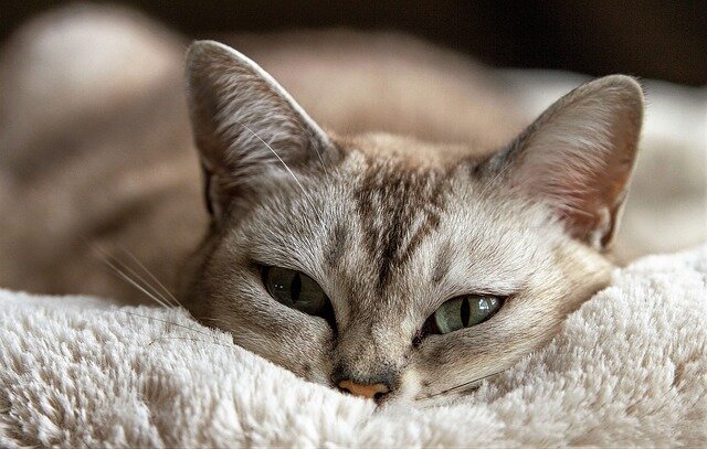 https://pixabay.com/sv/katt-djur-katt%C3%B6gon-katt-liggande-1978356/