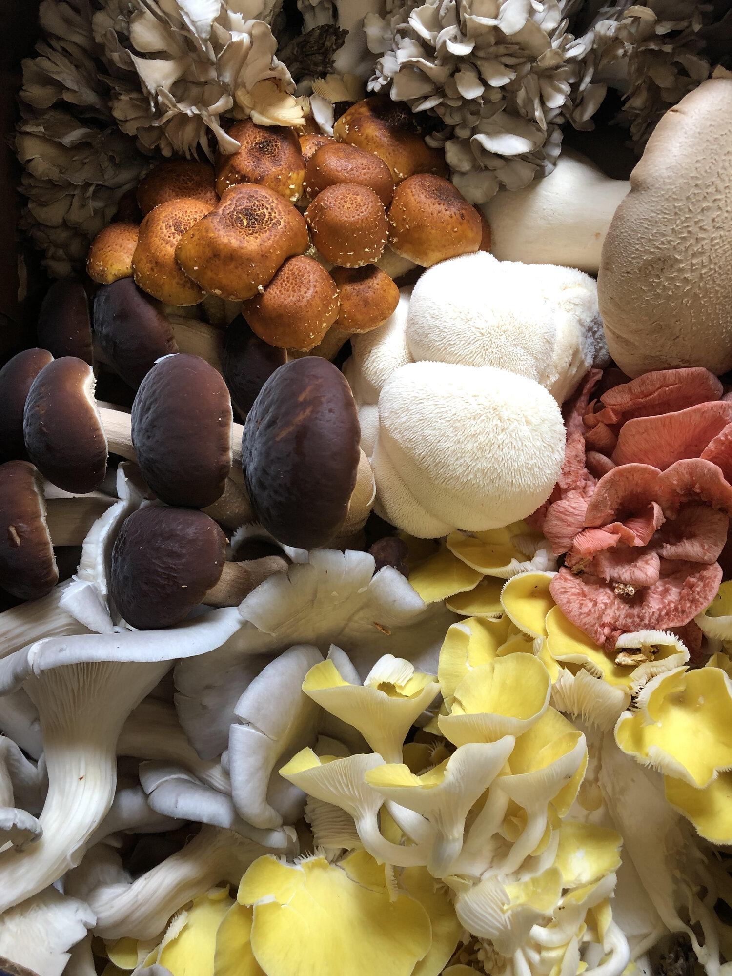 Exotic Mix — King Mushrooms