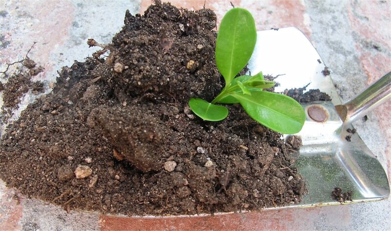 Garden soil http://mysoulfulhome.com