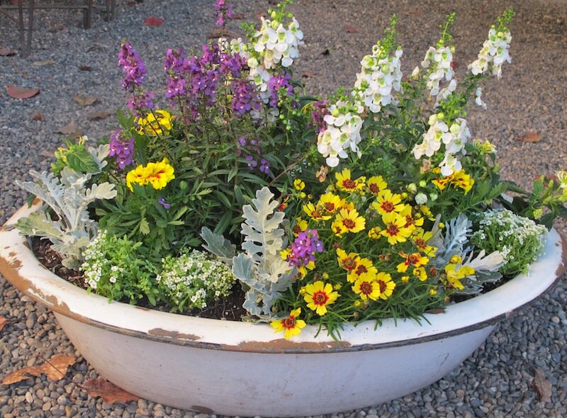 Enamelware Container Garden http://mysoulfulhome.com
