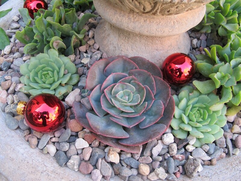 Succulents in a fountain http://mysoulfulhome.com