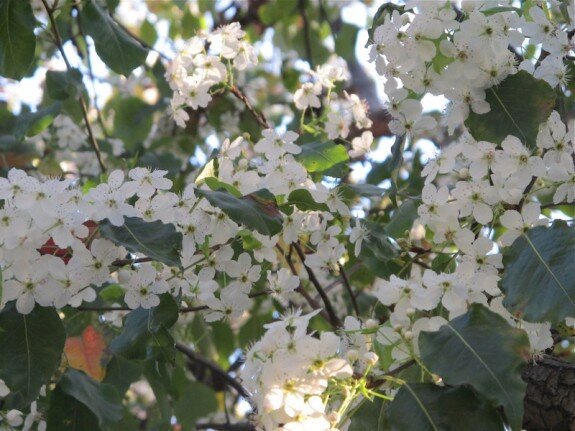 Flowering ornamental pear tree blossoms http://mysoulfulhome.com