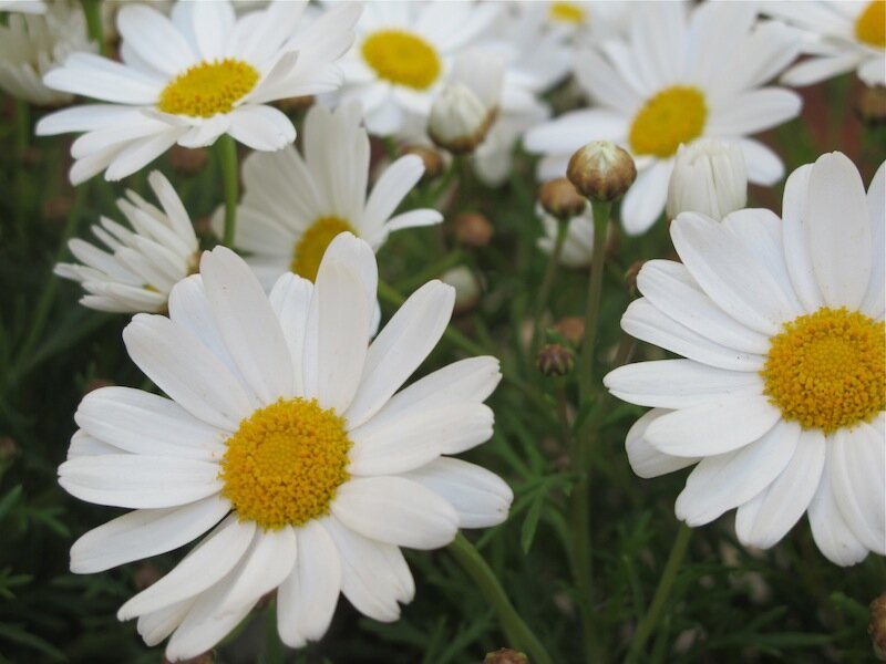 daisies-www.mysoulfulhome.com