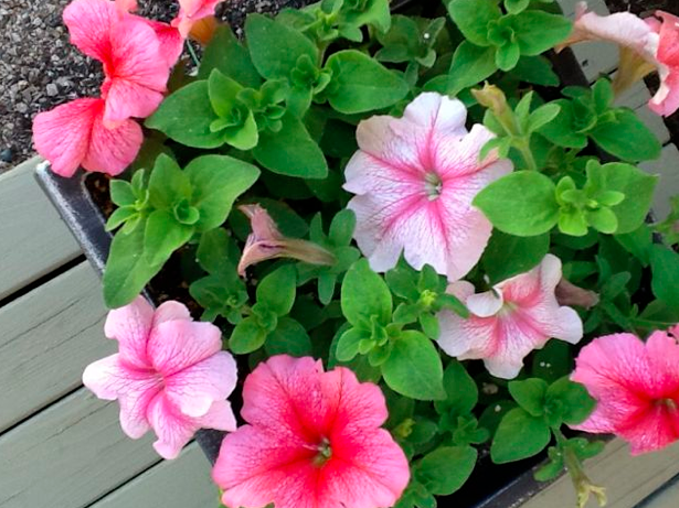 15 tips on buying & planting annuals / www.mysoulfulhome.com