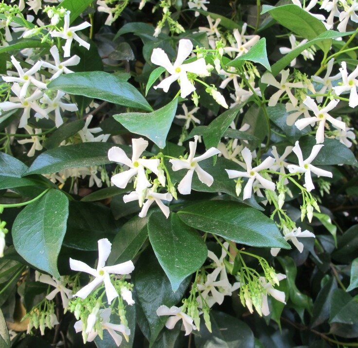 white-jasmine-www.mysoulfulhome.com