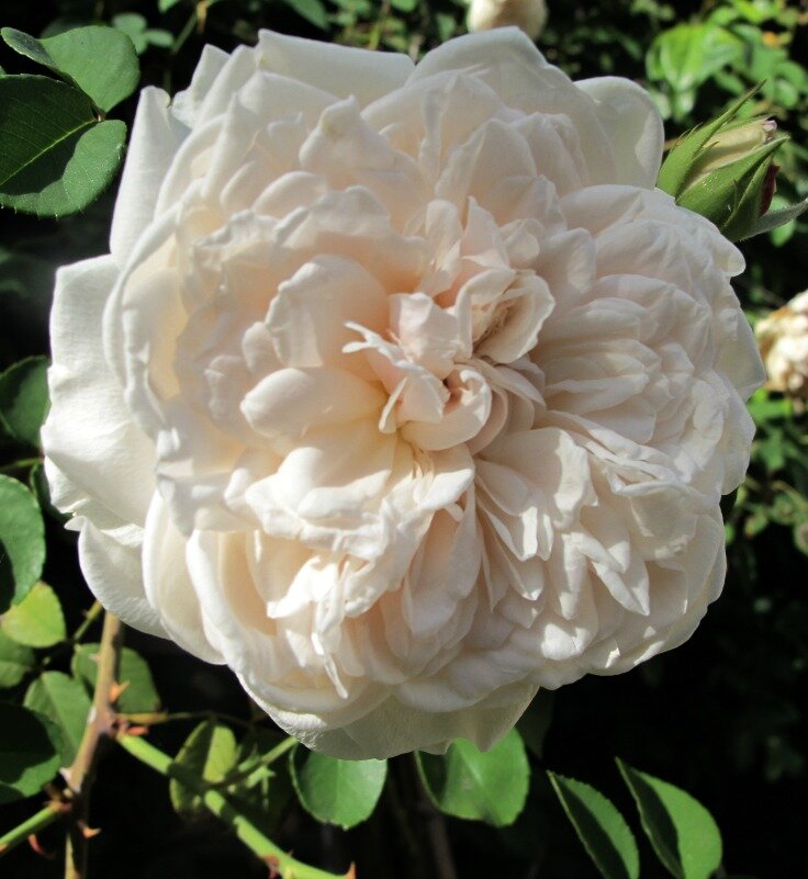 white-climbing-rose-www.mysoulfulhome.com