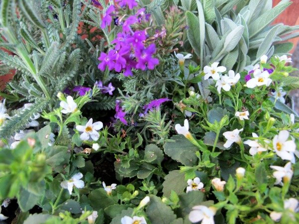 How to plant a container garden-www.mysoulfulhome.com