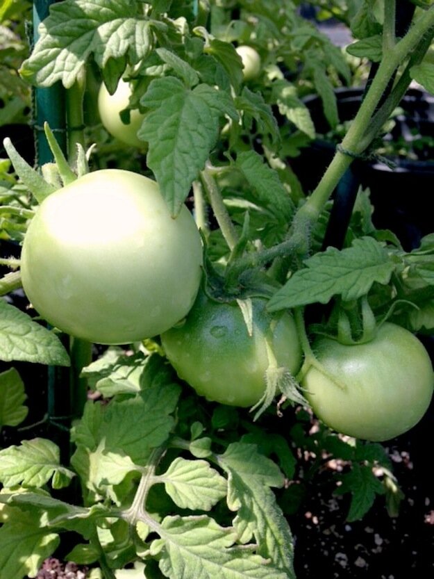Ultimate Guide to Growing Tomatoes http://mysoulfulhome.com