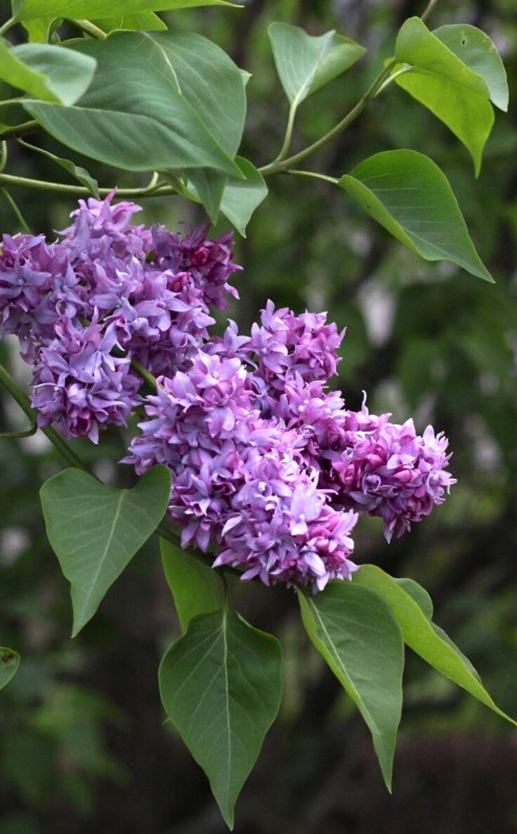 Climate zone lilacs http://mysoulfulhome.com