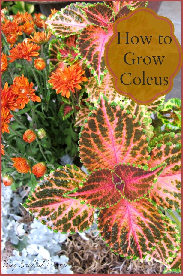 How to grow Coleus http://mysoulfulhome.com