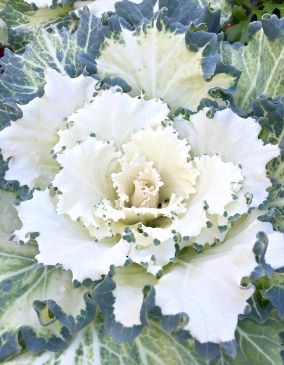 A white garden with kale http://mysoulfulhome.com