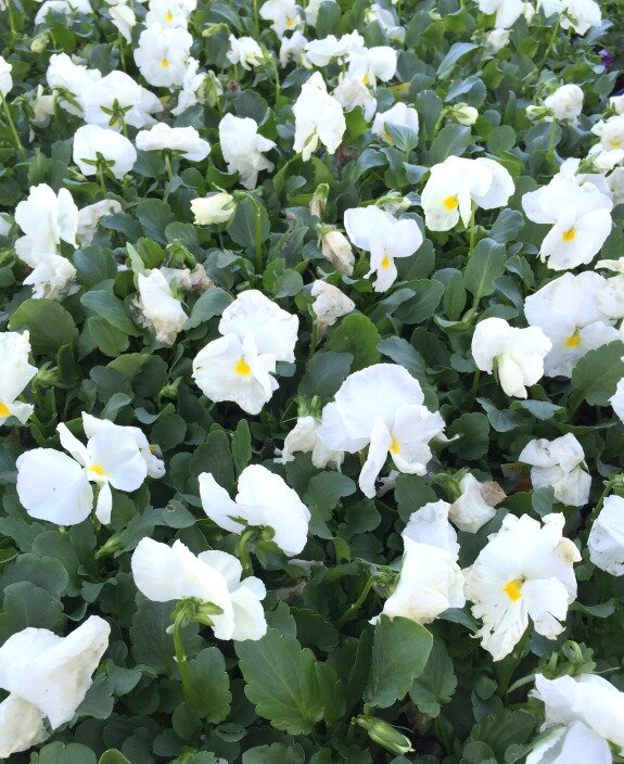 A white garden with pansies http://mysoulfulhome.com