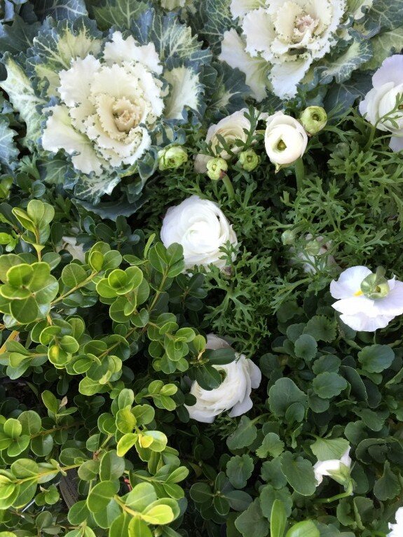 A white container garden plants http://mysoulfulhome.com
