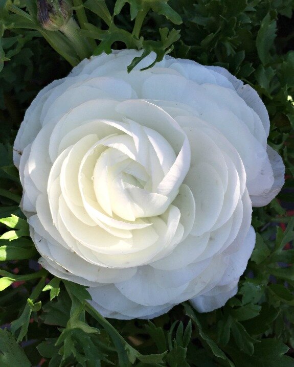 A white garden with ranunculus http://mysoulfulhome.com
