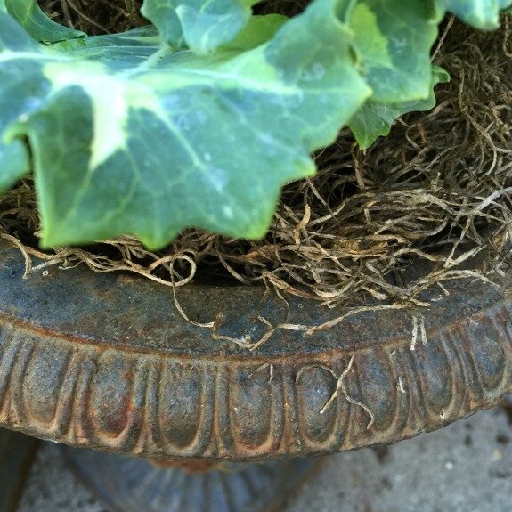 Container garden urn http://mysoulfulhome.com