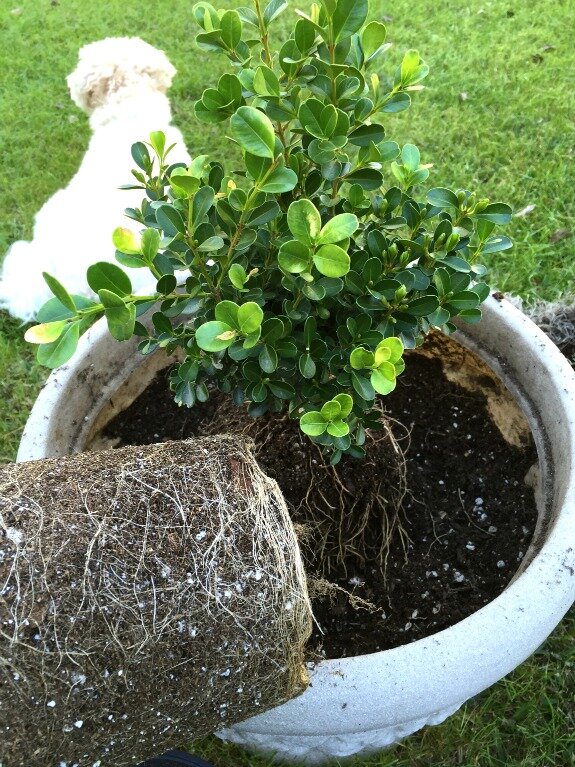 Container garden loosen root bound plants http://mysoulfulhome.com