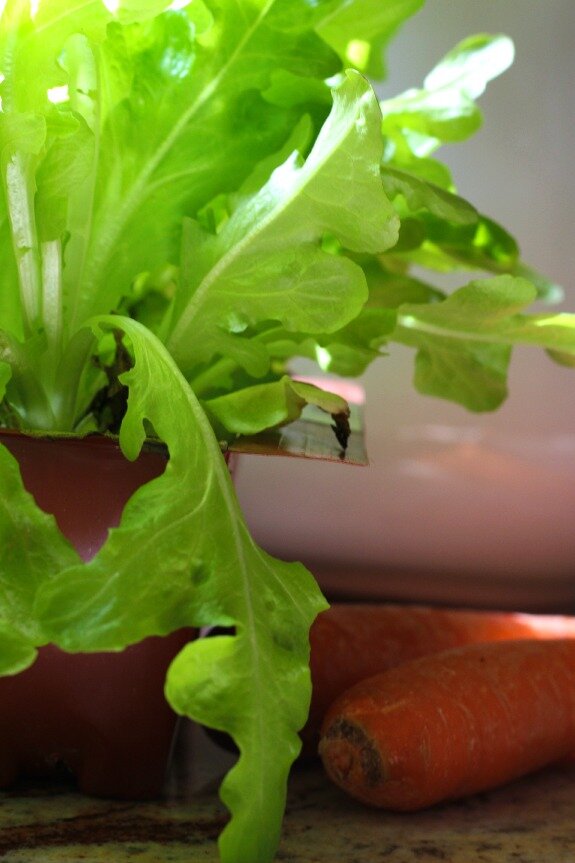 Spring decor lettuce and carrot planter http://mysoulfulhome.com