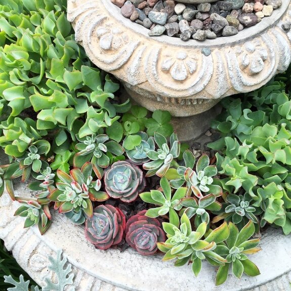 Succulents in a fountain http://mysoulfulhome.com