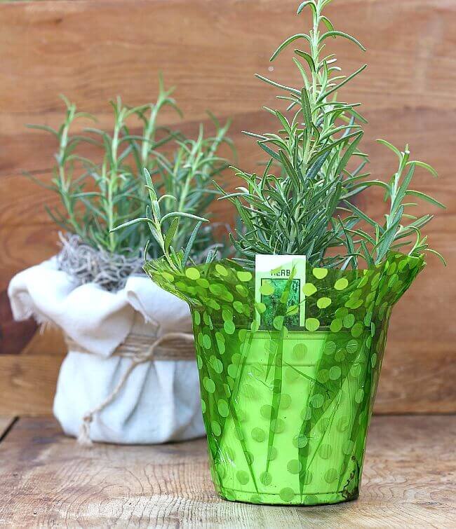 Lavender plant up cycled http://mysoulfulhome.com