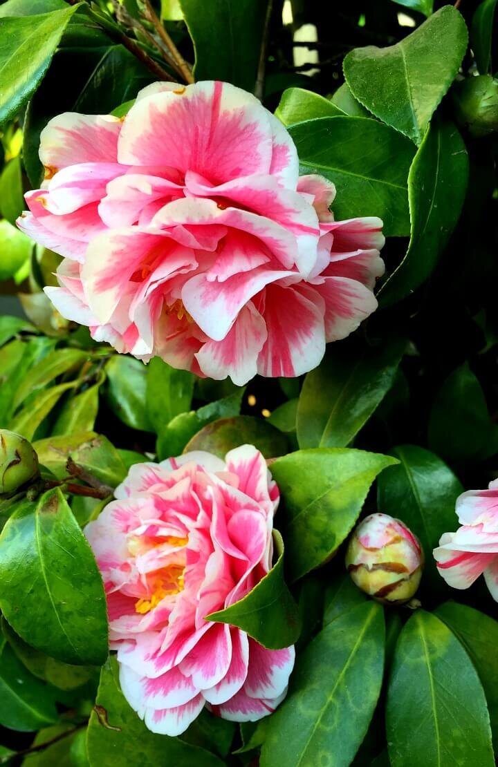 Camellias a growing guide http://mysoulfulhome.com