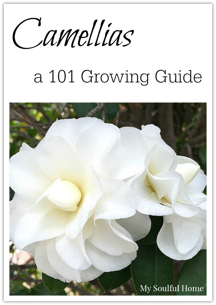 Camellias a growing guide http://mysoulfulhome.com