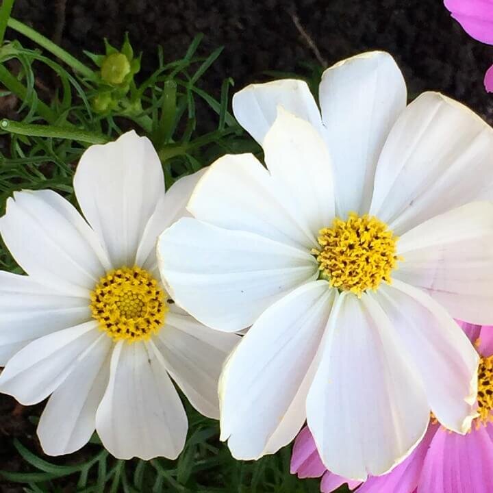 White Cosmos http://mysoulfulhome.com