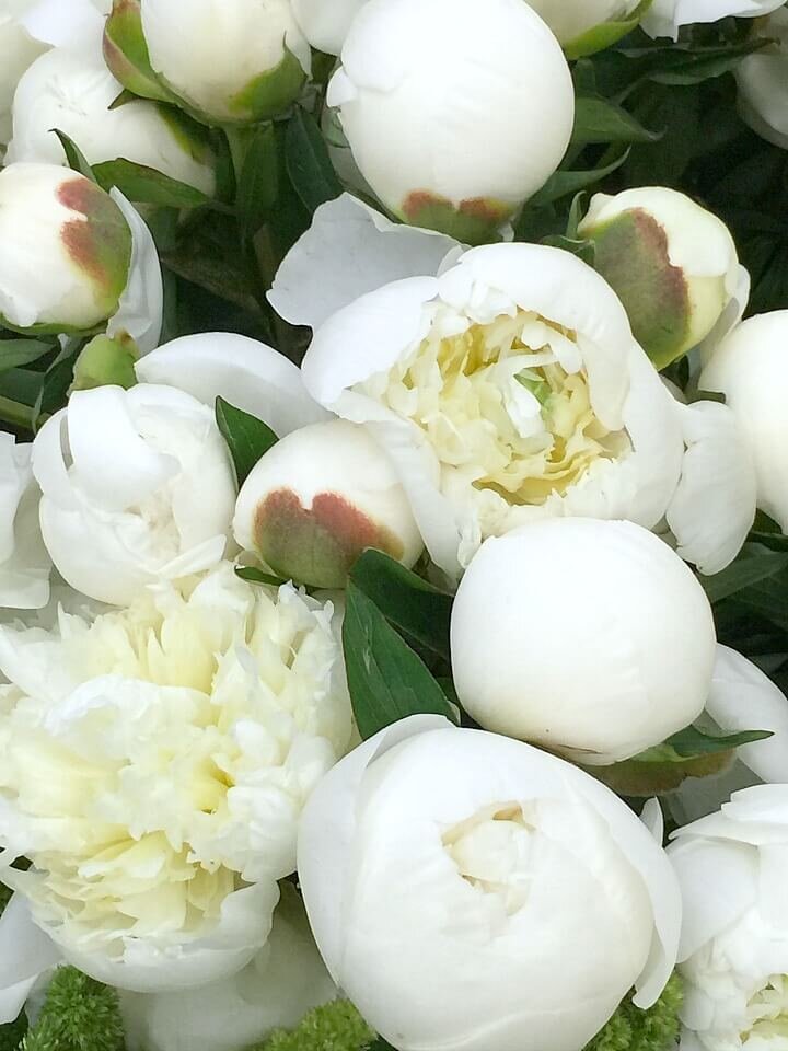White peonies http://mysoulfulhome.com