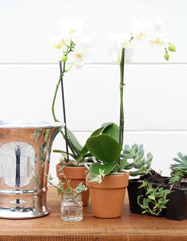 Orchid arrangement supplies  http://mysoulfulhome.com